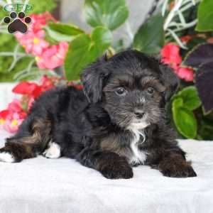 Riley, Yorkie Poo Puppy